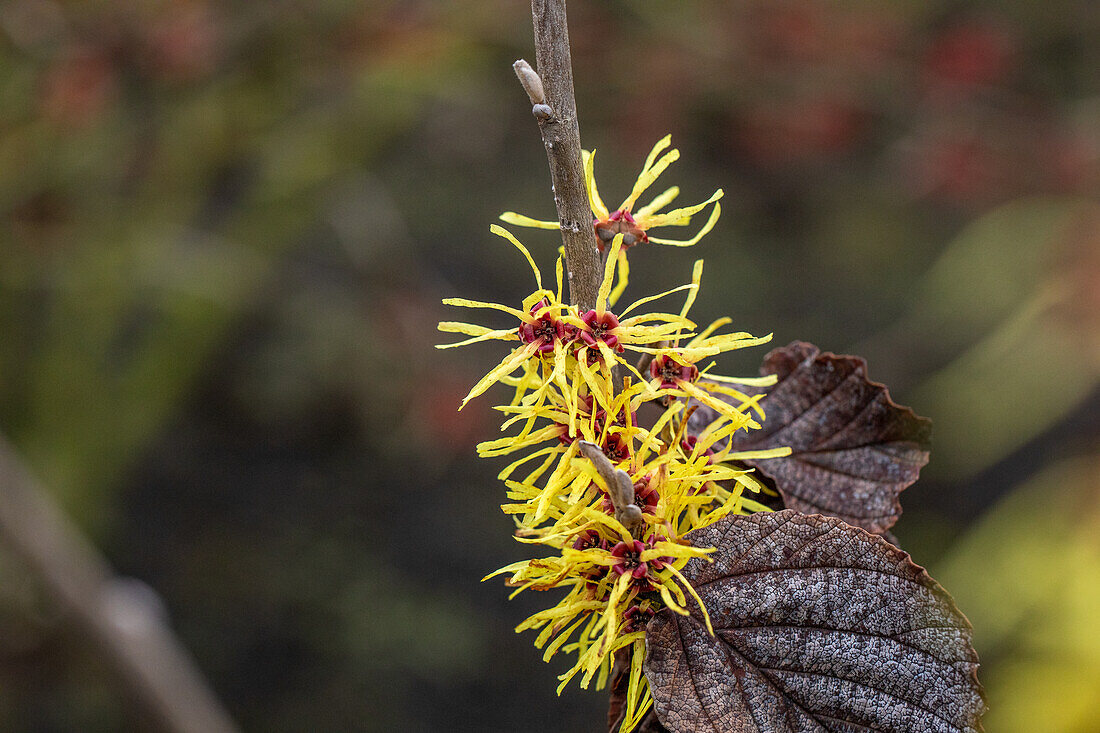 Hamamelis x intermedia 'Gimborns Perfume'