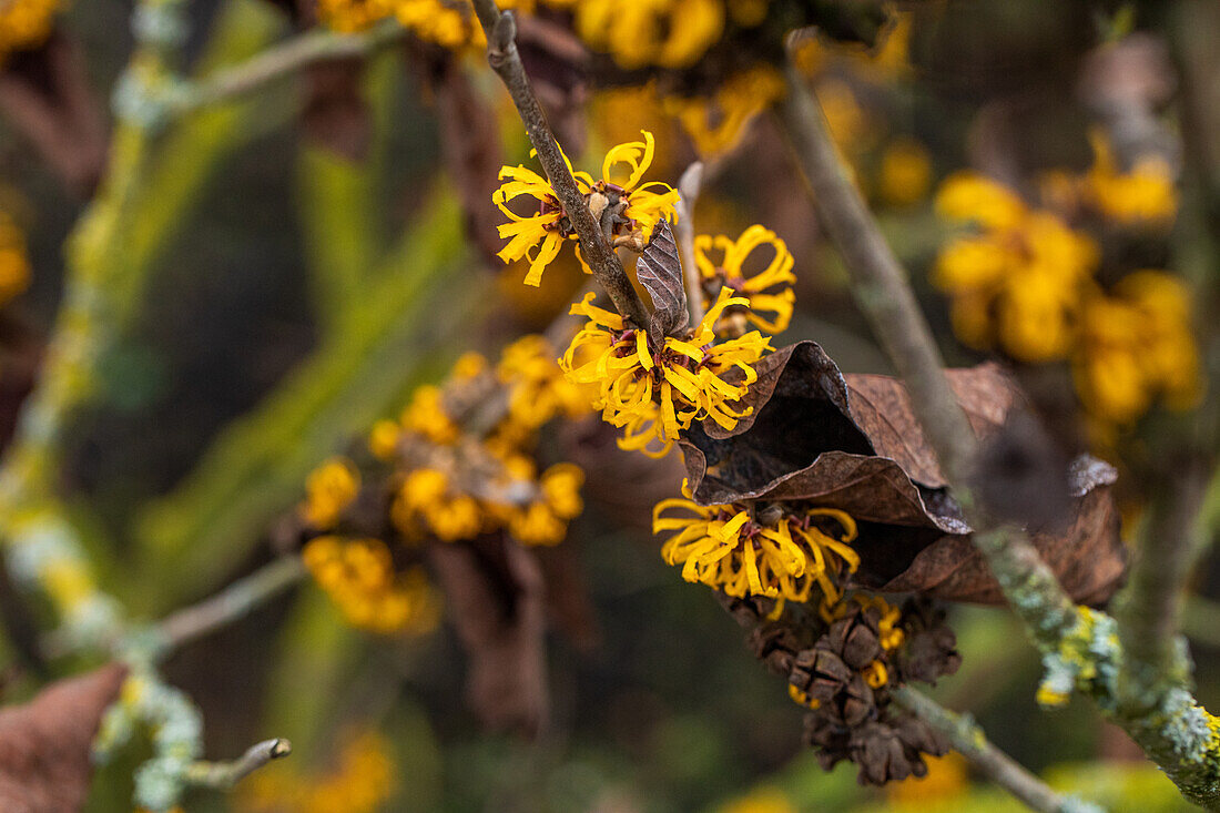 Hamamelis x intermedia 'Doerak'