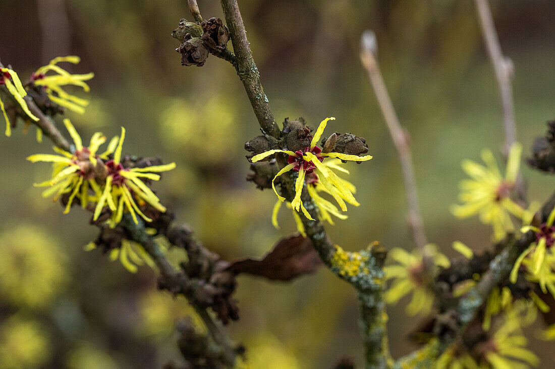 Hamamelis x intermedia 'Sunburst'