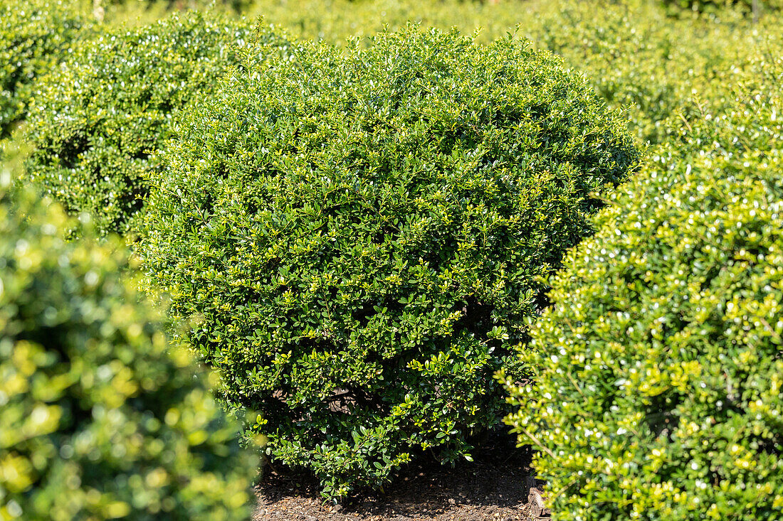 Ilex crenata, globe