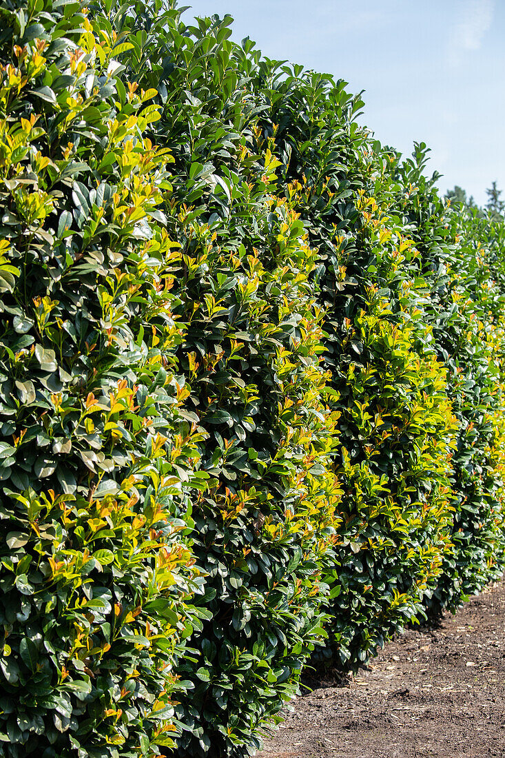 Prunus laurocerasus 'Etna'®