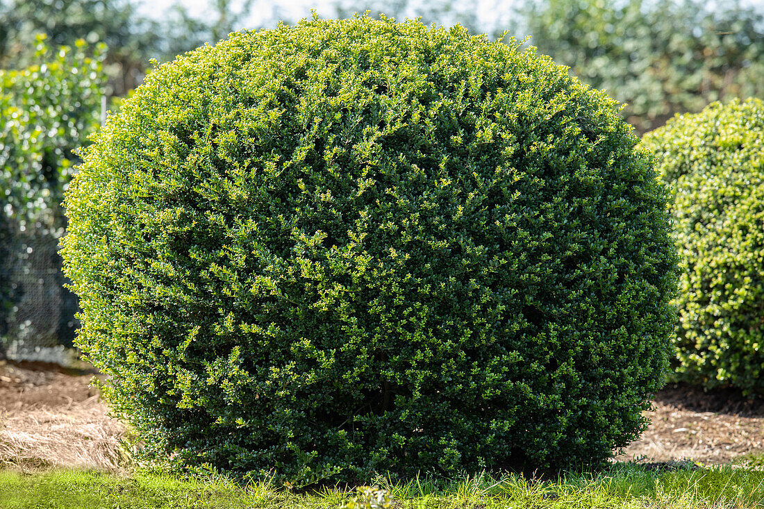 Ilex crenata, Kugel