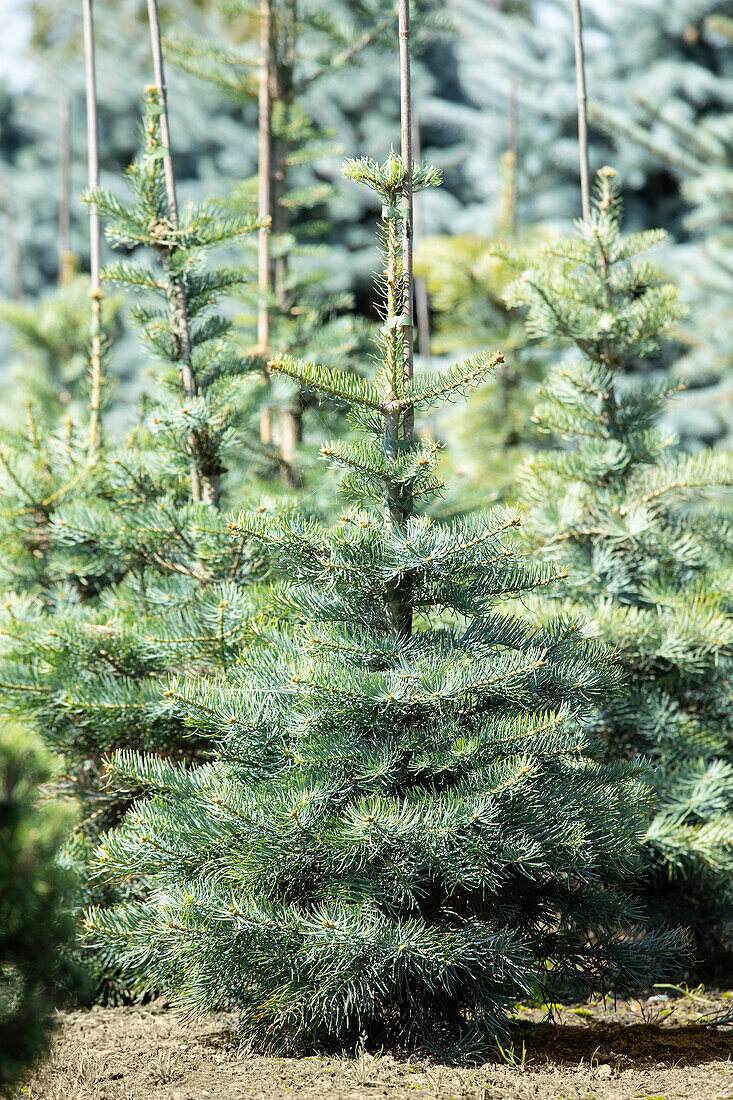 Abies concolor