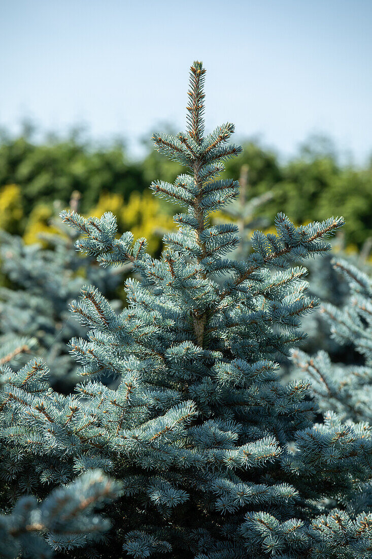 Picea pungens 'Hoopsii'