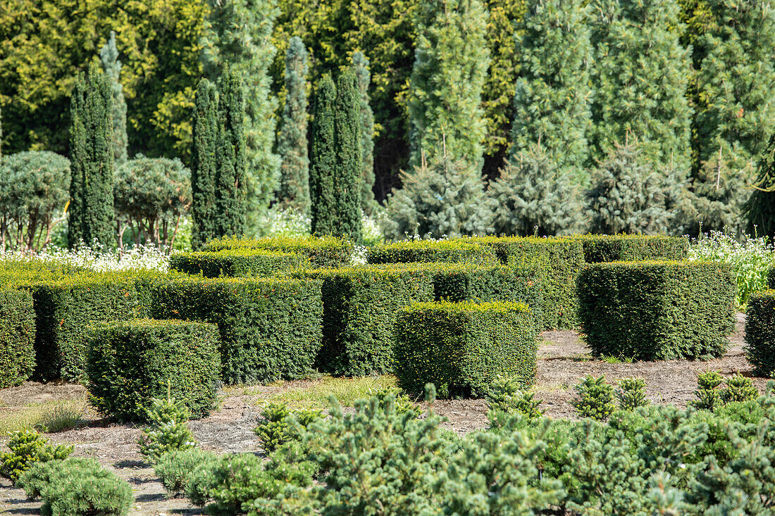 Taxus baccata, cube