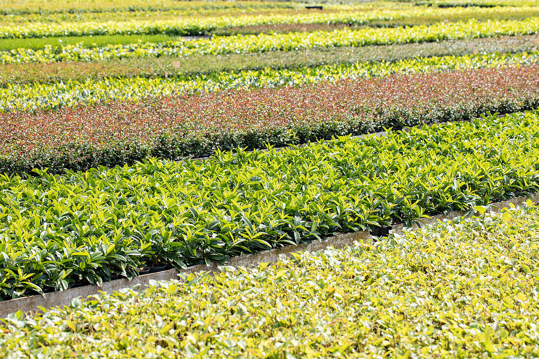 Young plant quatier in a tree nursery