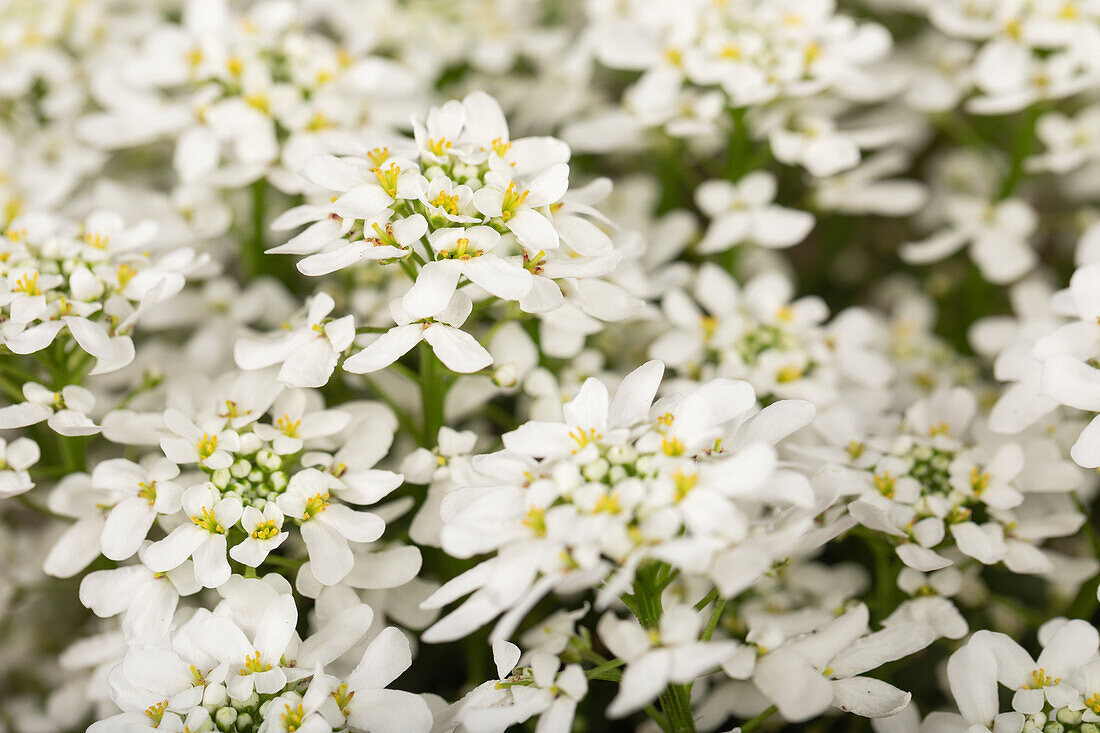 Iberis sempervirens 'Snowdrift'