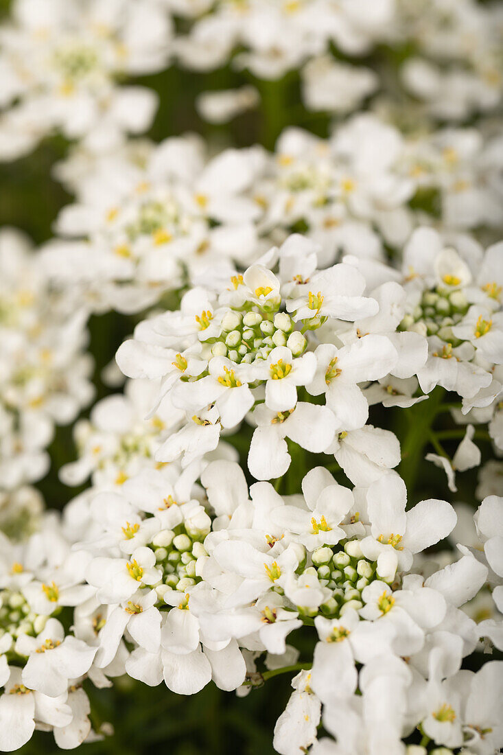 Iberis sempervirens 'Snowdrift'