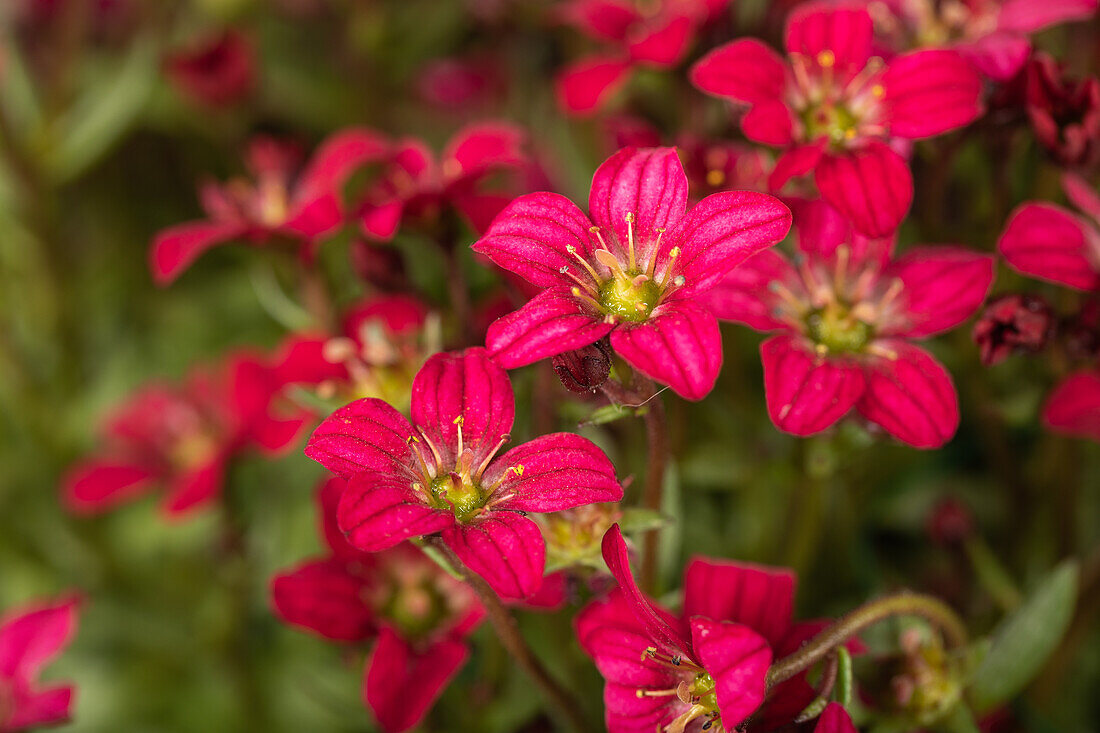 Saxifraga x arendsii 'Alpino™ Deep Rose'