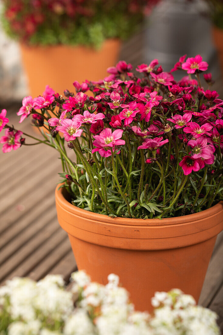 Saxifraga x arendsii 'Alpino™ Deep Rose'