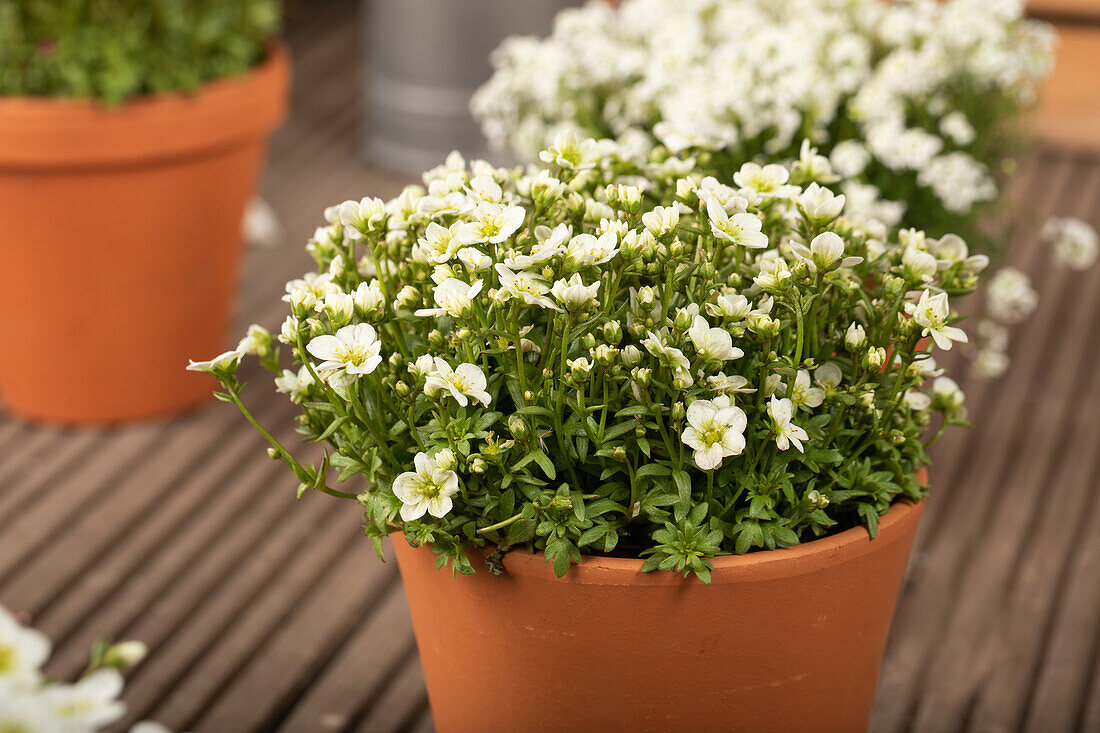 Saxifraga x arendsii 'Alpino™ Large White'