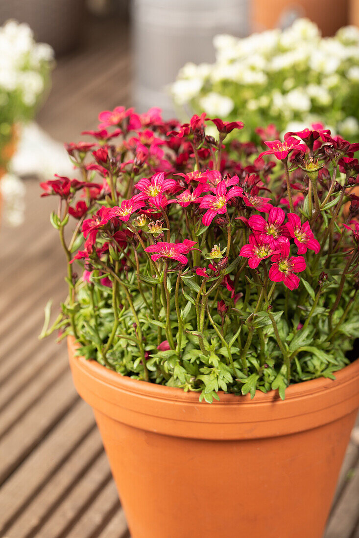 Saxifraga x arendsii 'Alpino™ Deep Rose'