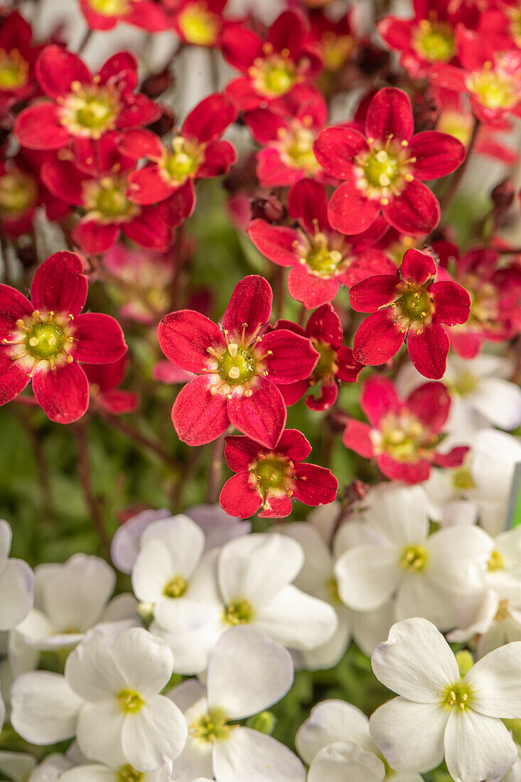 Arabis & Saxifraga Early SunPoly®