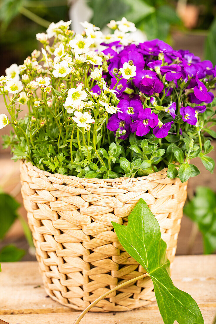 Saxifraga & Aubrieta Early SunPoly®