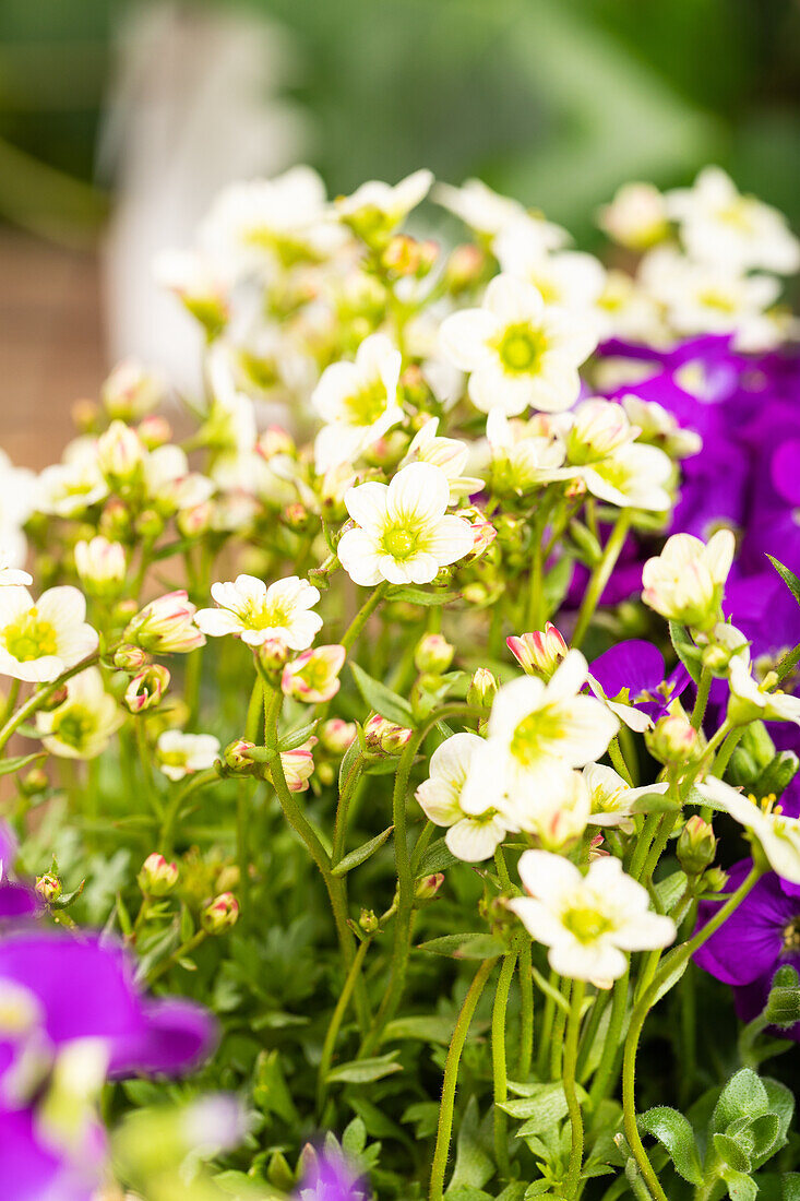 Saxifraga & Aubrieta Early SunPoly®