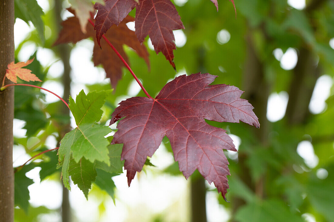 Acer platanoides 'Royal Red'