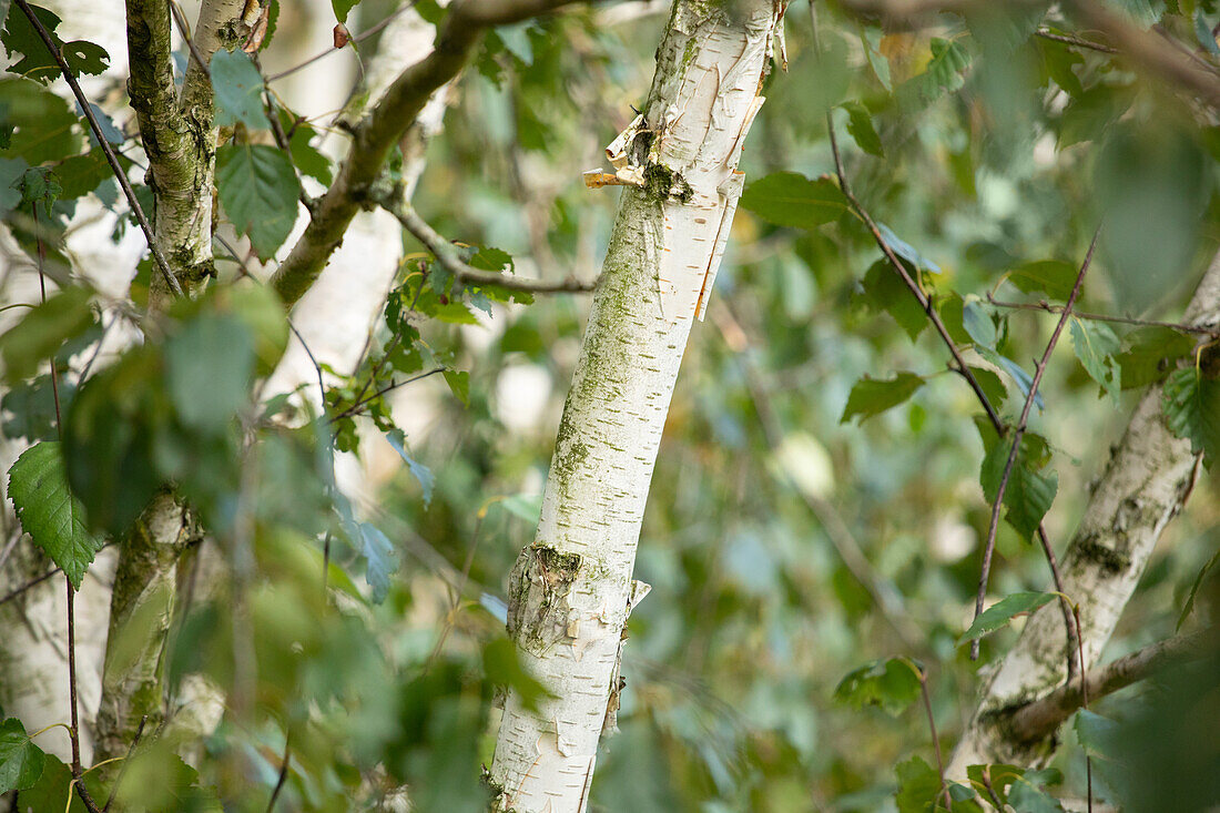 Betula utilis 'Doorenbos'