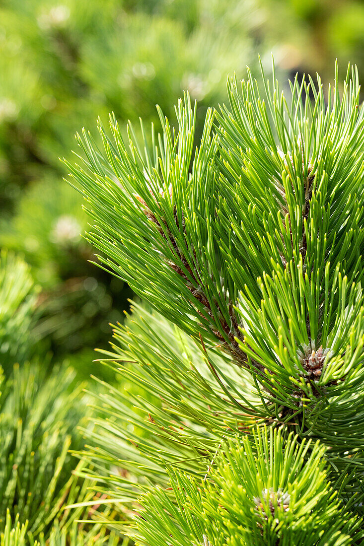 Pinus nigra 'Helga'