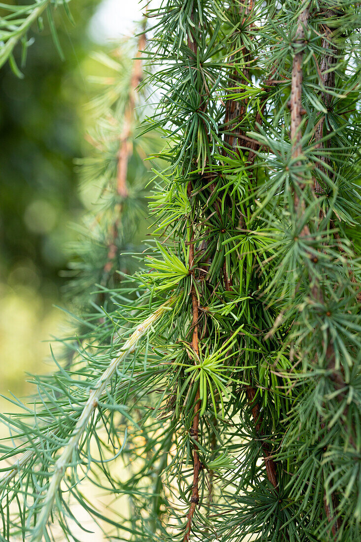 Larix kaempferi 'Stiff Weeper'