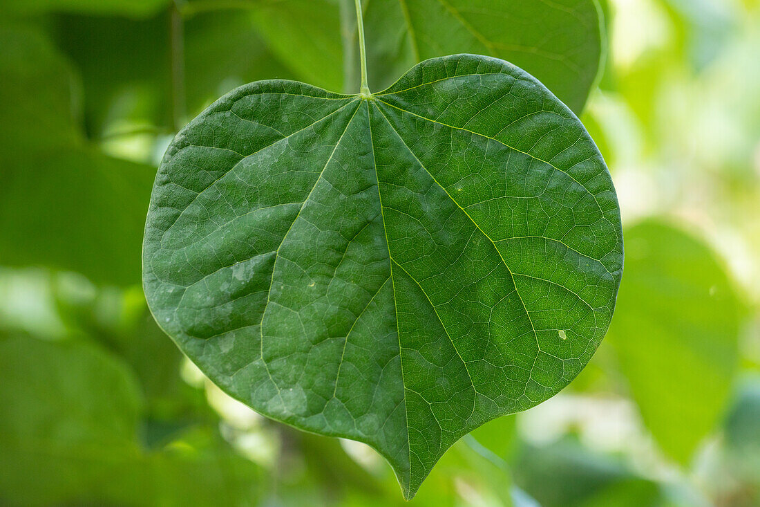 Cercis canadensis 'Vanilla Twist'