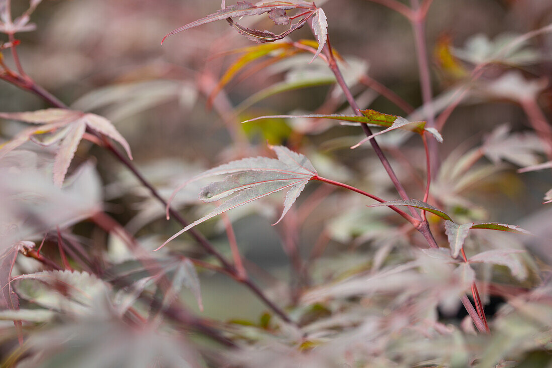 Acer palmatum 'Shaina'