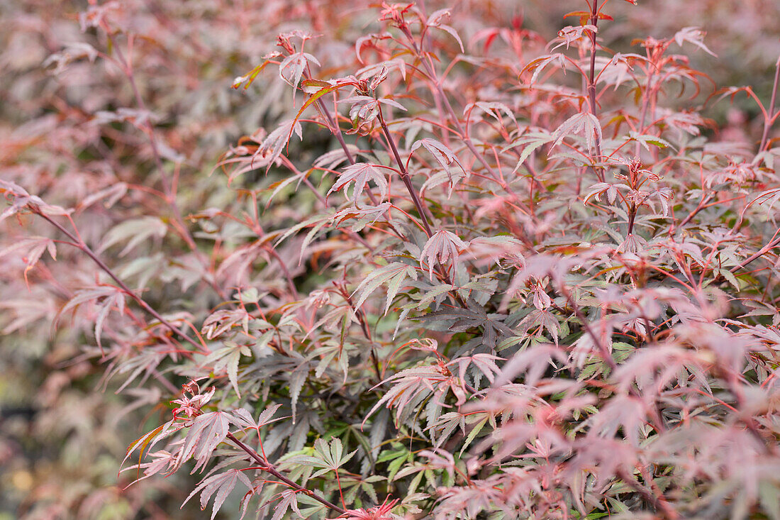 Acer palmatum 'Shaina'