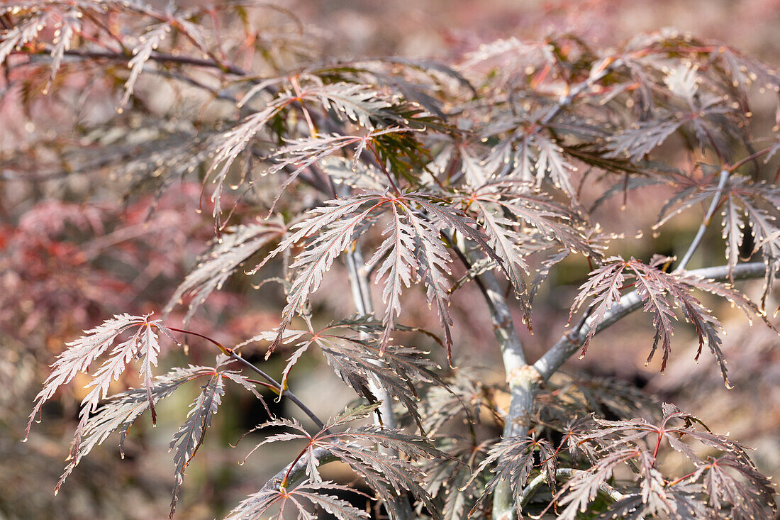 Acer palmatum 'Tamukeyama'