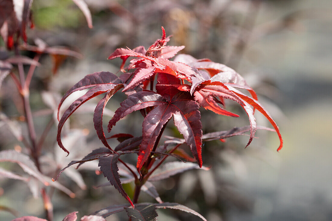 Acer palmatum 'Twombly´s Red Sentinel'