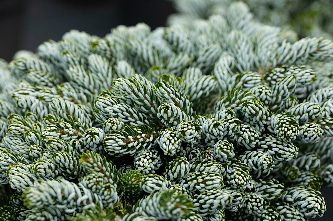 Abies koreana 'Kohouts Icebreaker'®