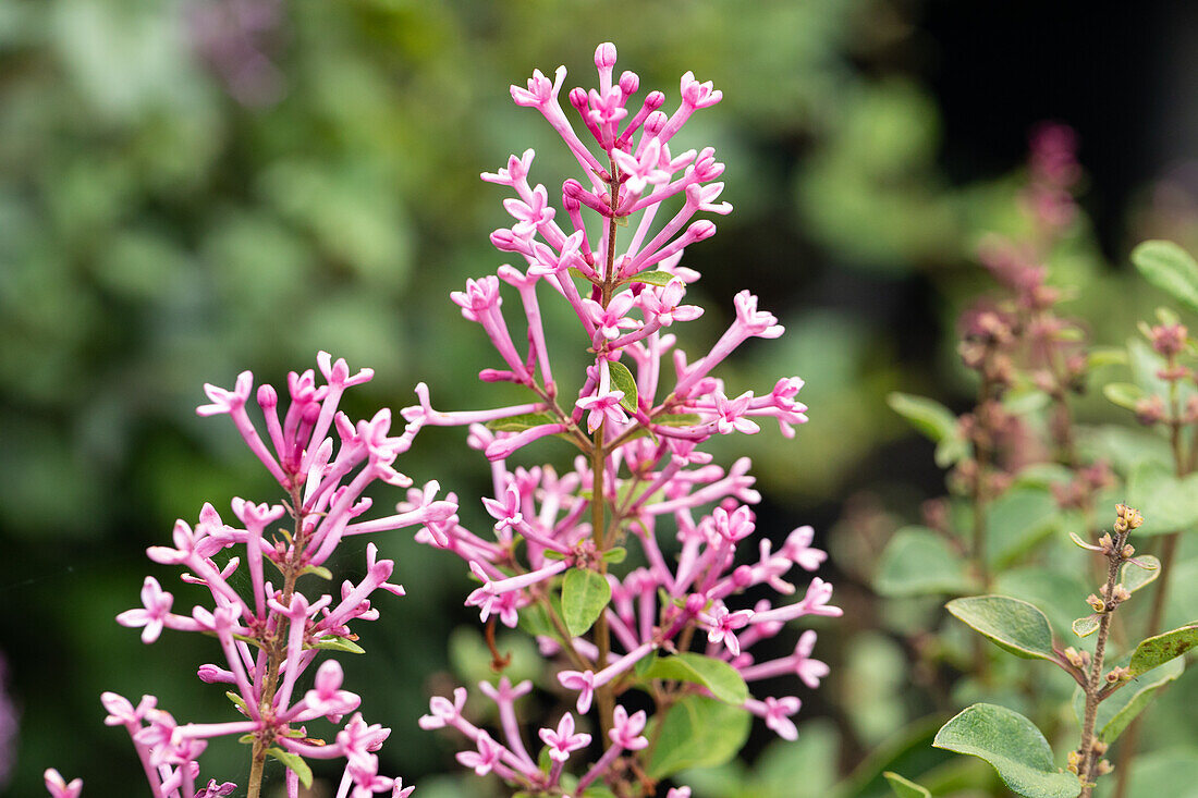 Syringa 'Bloomerang® Pink Perfume'(s)