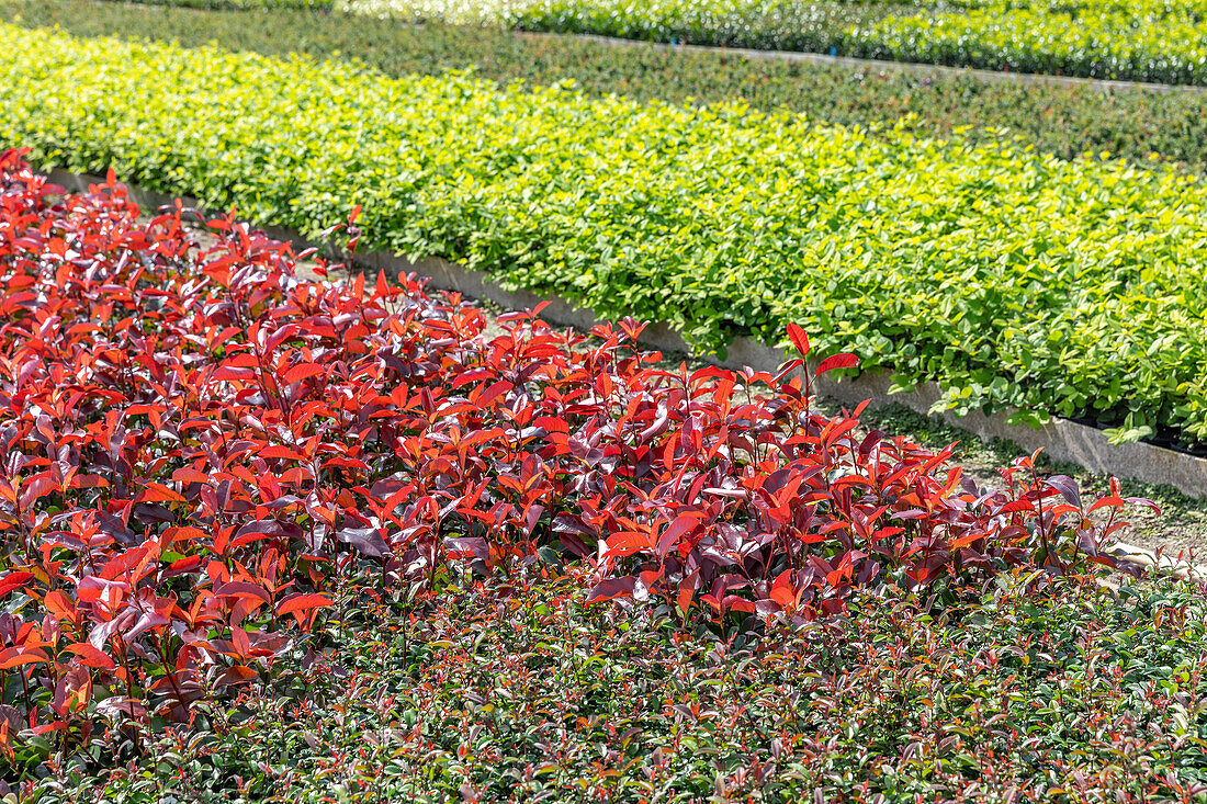 Young plant quatier in a tree nursery