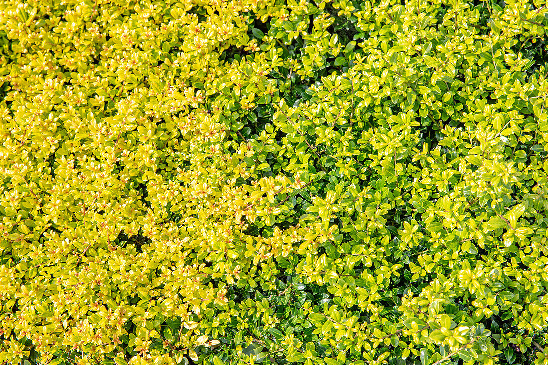 Ilex crenata 'Golden Gem'