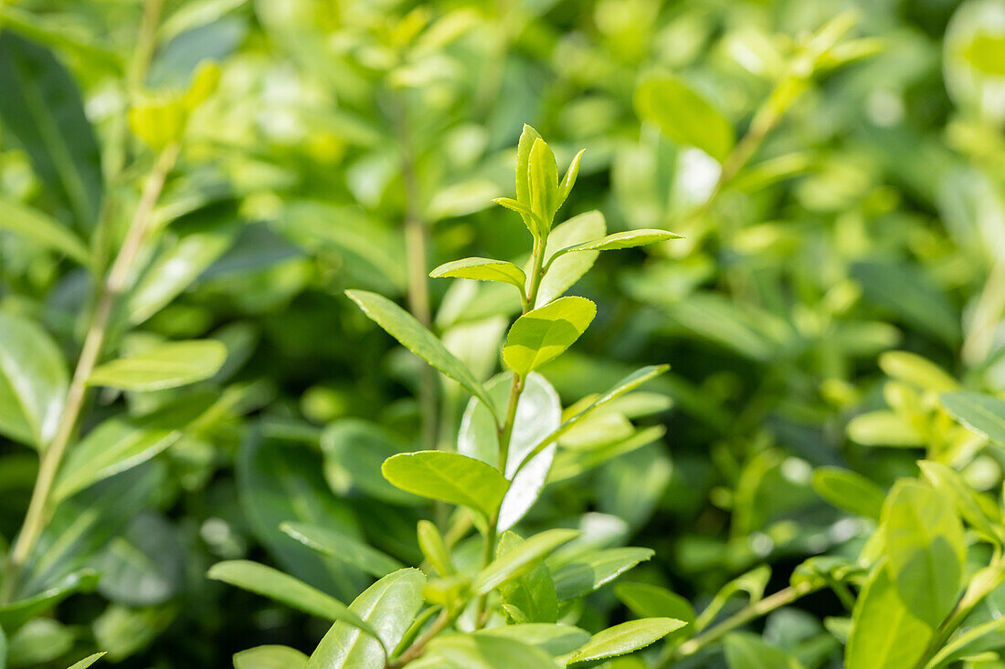 Ilex crenata 'Rotundifolia'