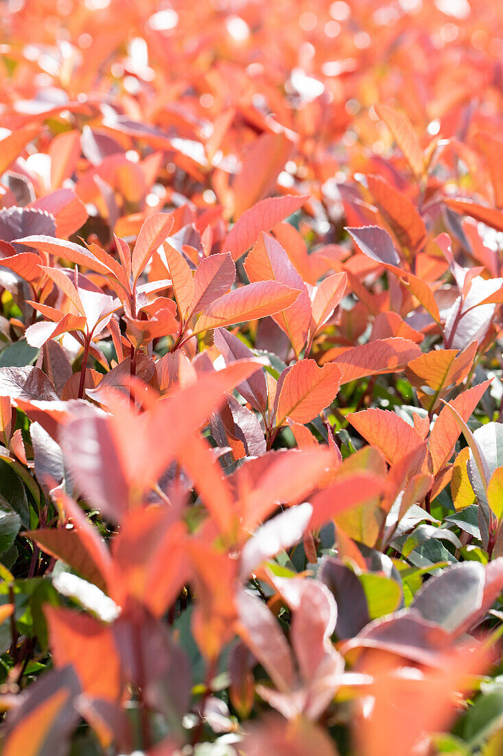 Photinia fraseri 'Red Robin'