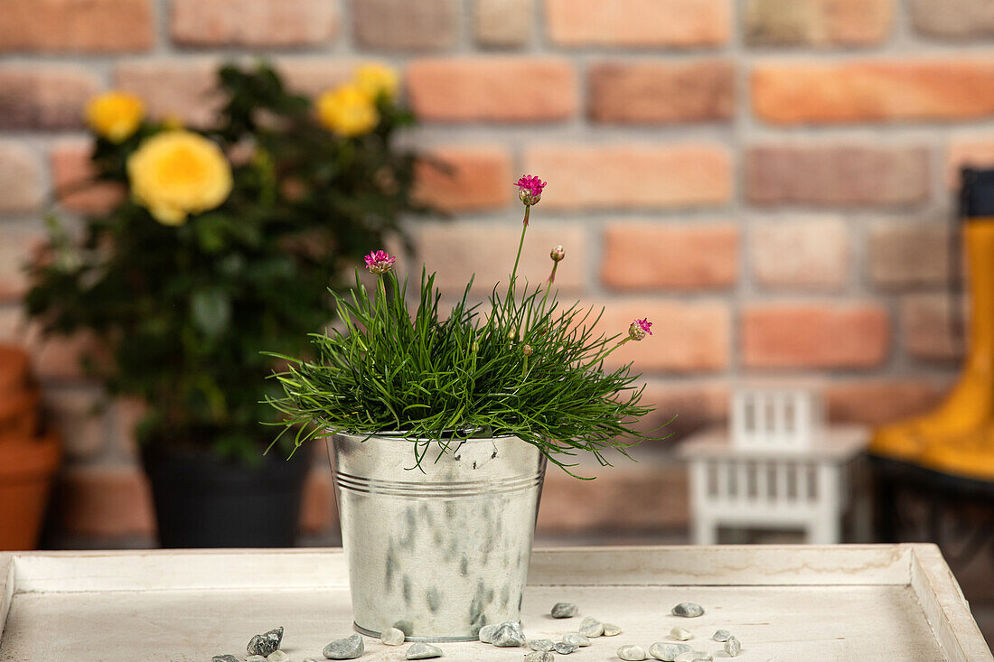 Armeria maritima, karminrot