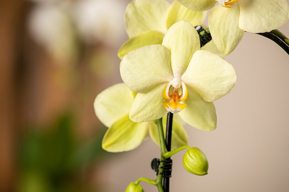 Phalaenopsis 'Cascade'