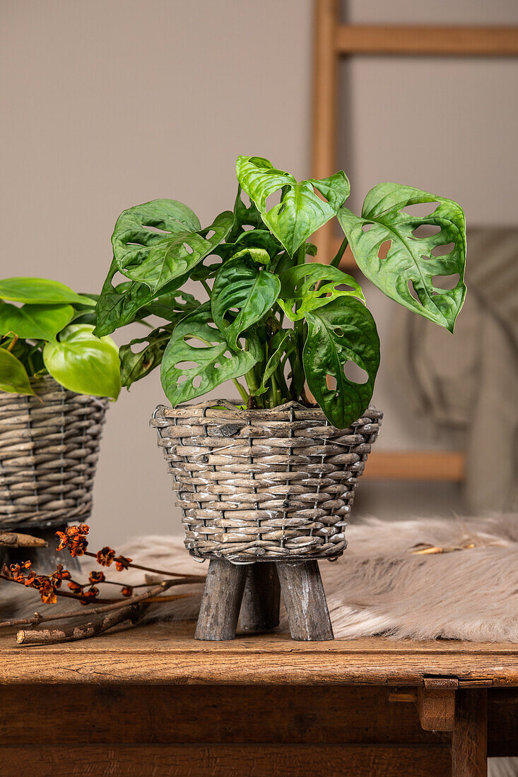 Monstera obliqua 'Monkey Leaf'