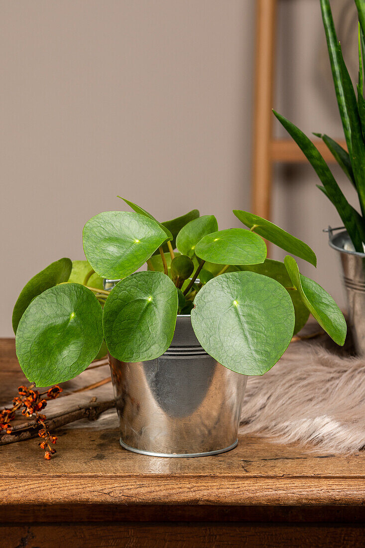 Pilea peperomioides