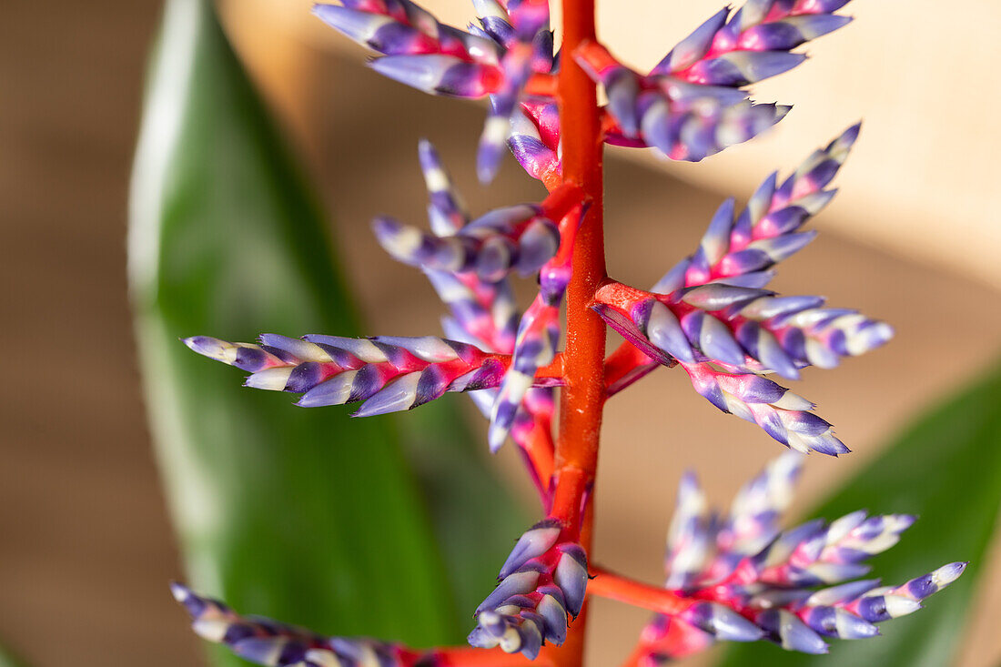 Aechmea hybride 'Blue Rain'