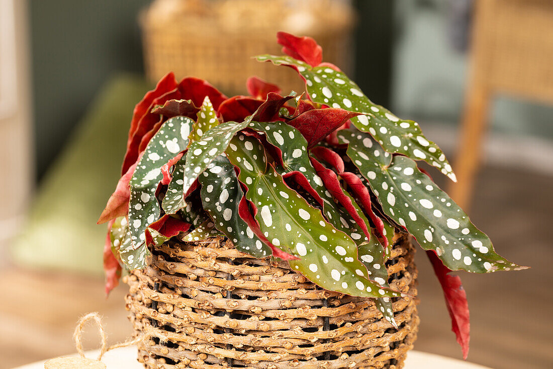 Begonia maculata