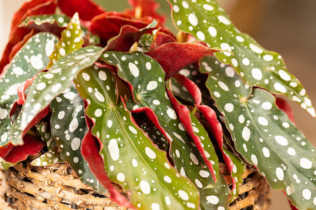 Begonia maculata