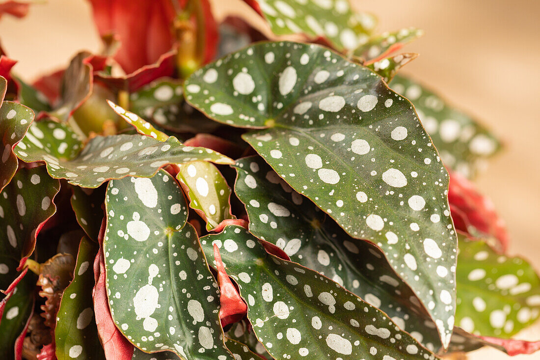 Begonia maculata 