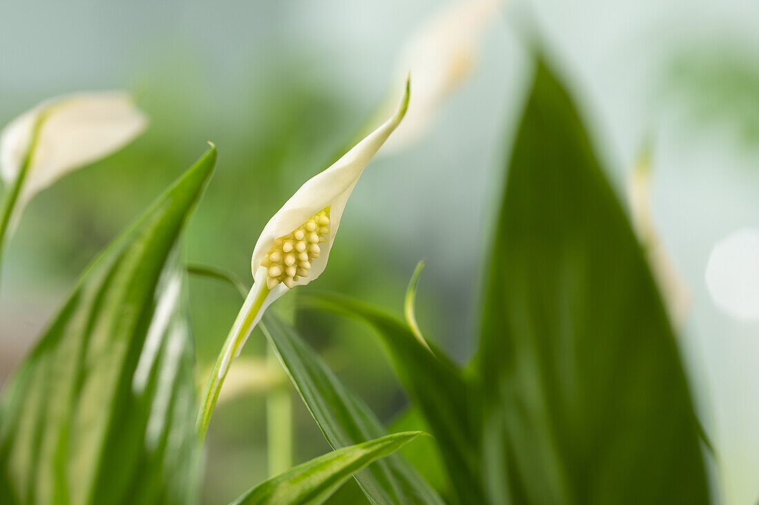 Spathiphyllum floribundum