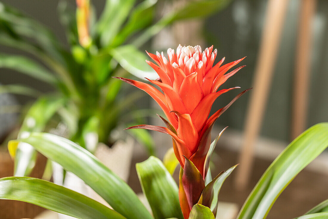 Guzmania 'Hope'