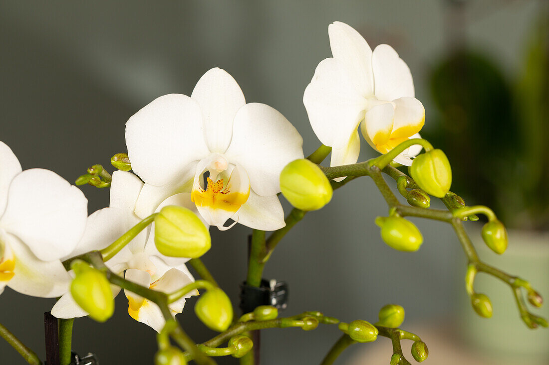 Phalaenopsis multiflora, weiß