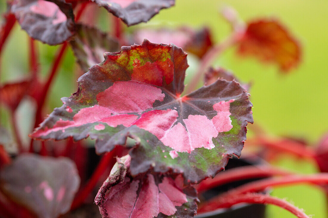 Begonia rex