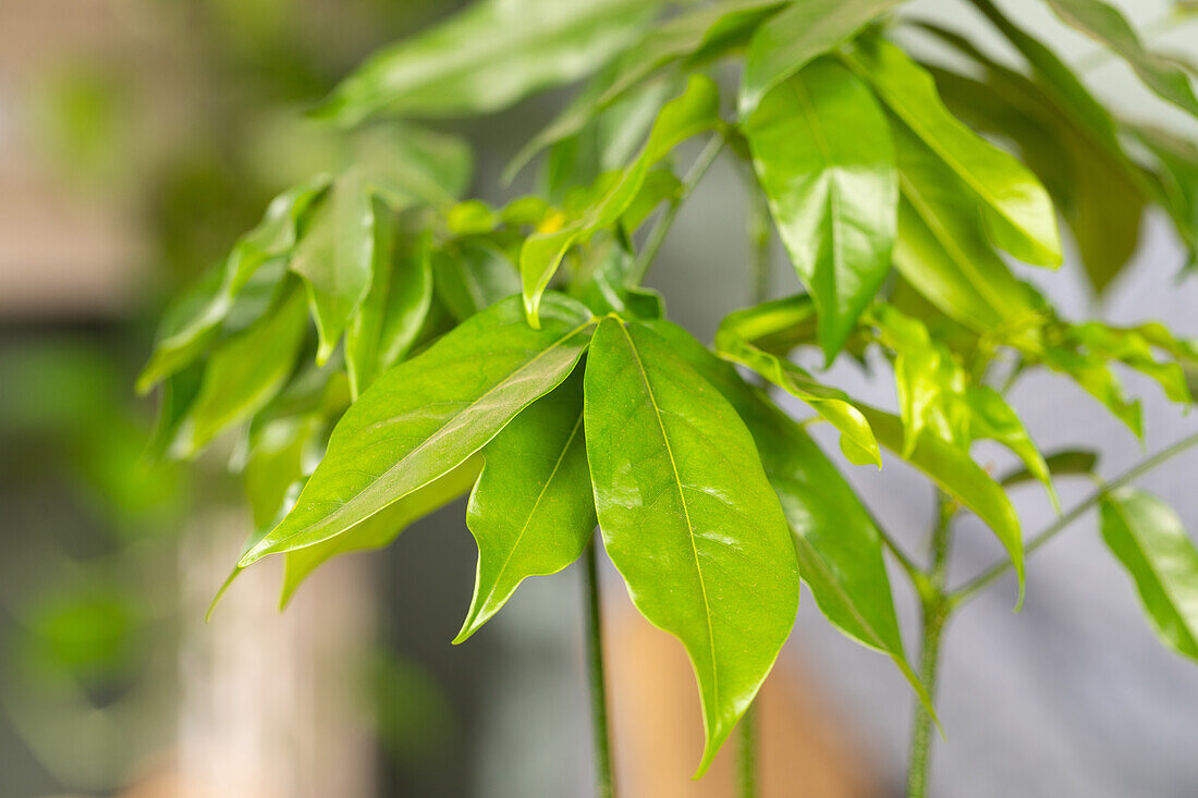 Castanospermum australe