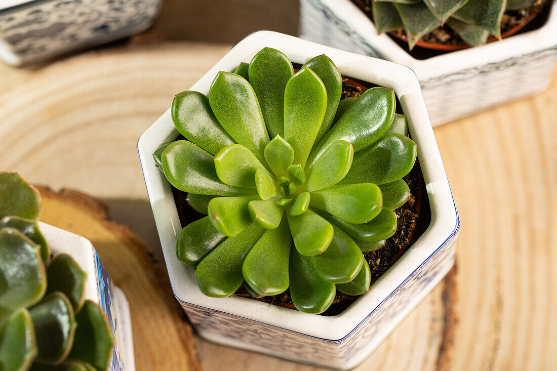 Echeveria agavoides