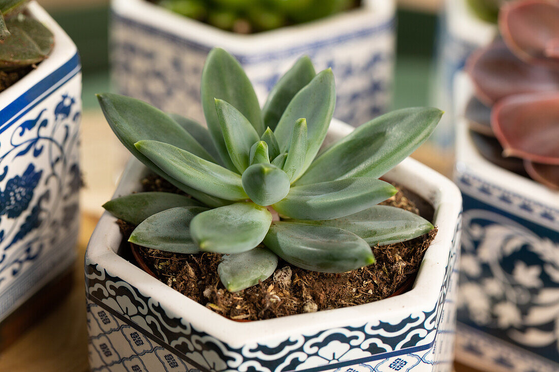 Echeveria agavoides