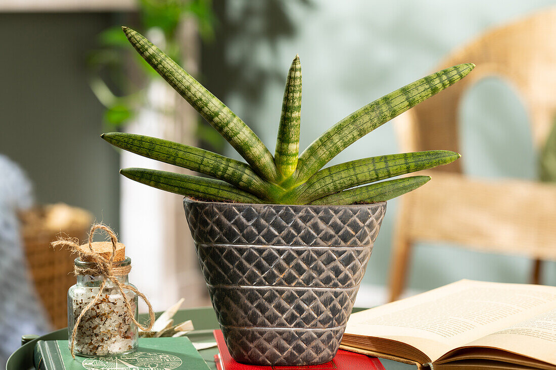 Sansevieria cylindrica 'Skyline'